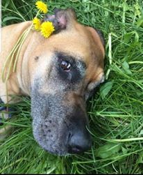 Frank with Dandelions