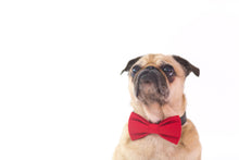 Load image into Gallery viewer, Dog Bow Tie